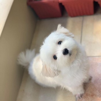 Maltese puppies for sale 