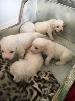 Bishon Frise Puppies awaits you