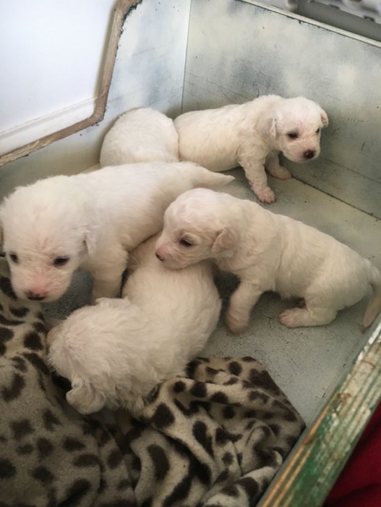 Bishon Frise Puppies awaits you