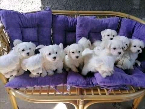 Maltese puppies for sale 