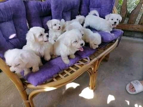 Maltese puppies for sale 