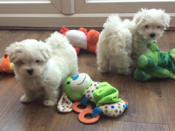 Maltese puppies for sale 