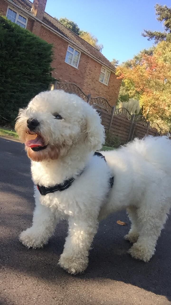 Bishon Frise Puppies awaits you