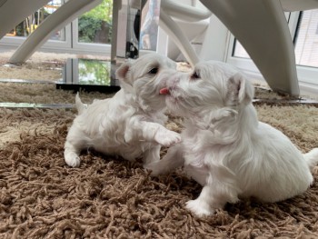 Maltese puppies for sale 