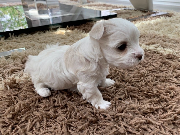 Maltese puppies for sale 