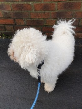 Bishon Frise Puppies awaits you