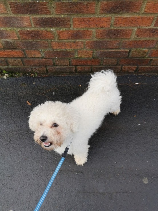 Bishon Frise Puppies awaits you