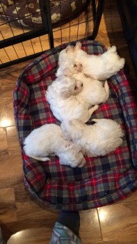 Bishon Frise Puppies awaits you