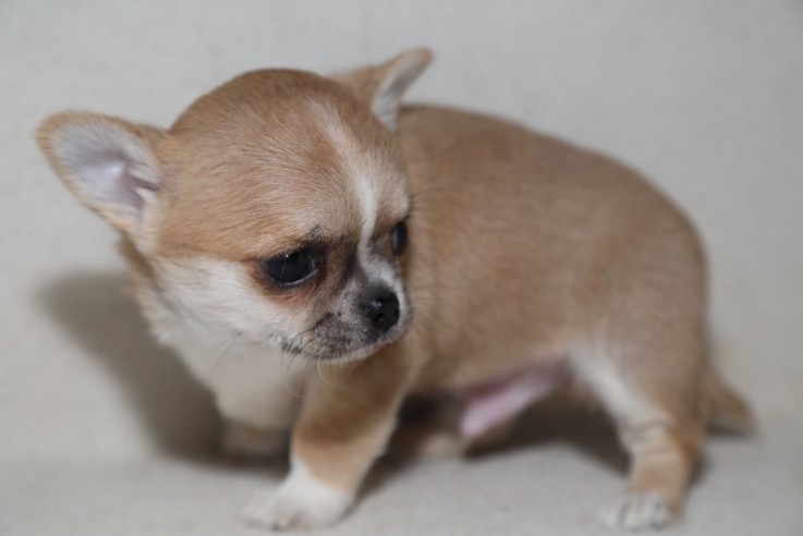 Beautiful and Outstanding Chihuahua pupp