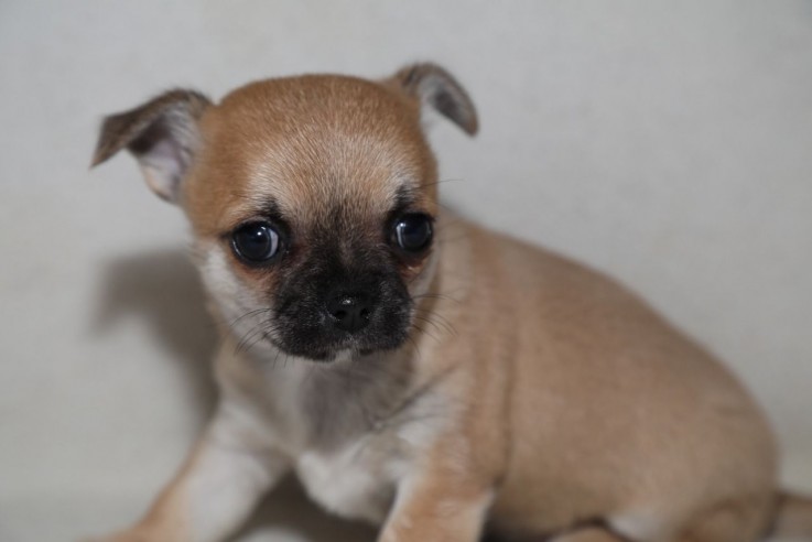 Beautiful and Outstanding Chihuahua pupp