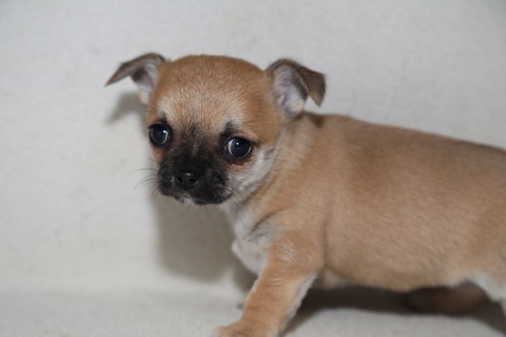 Beautiful and Outstanding Chihuahua pupp