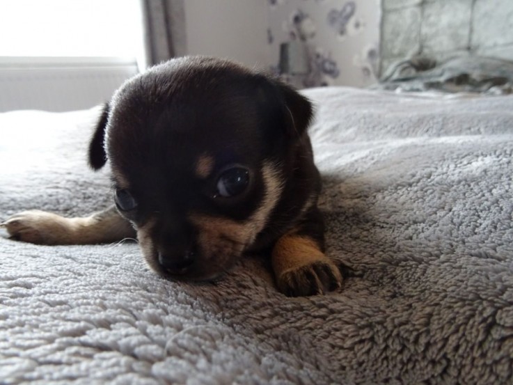 Beautiful and Outstanding Chihuahua pupp