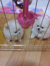 Pomeranian puppies available now