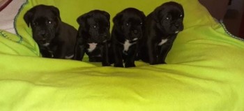 Cane Corso puppies