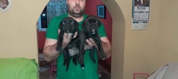 Cane Corso puppies