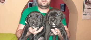 Cane Corso puppies