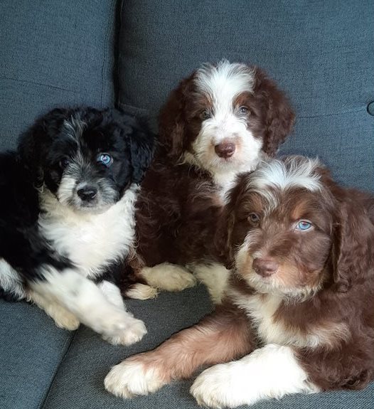 Aussiedoodle puppies