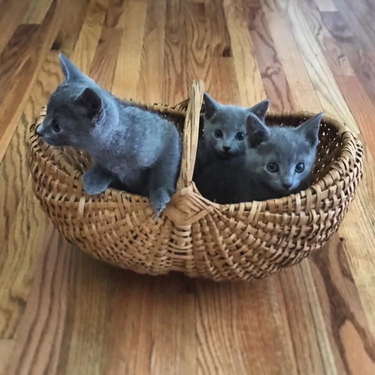 Russian Blue kittens