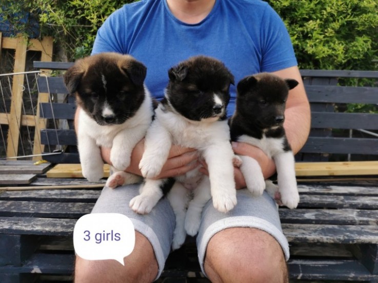 American Akita Puppies