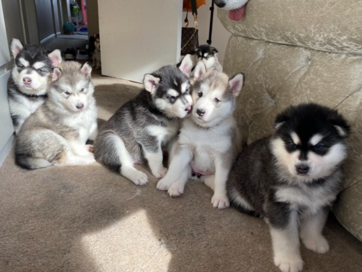 Alaskan Malamute