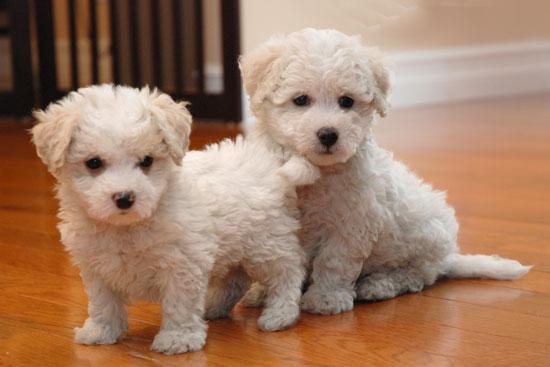 Bichon Frise Puppies