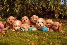 Cavapoo puppies available now