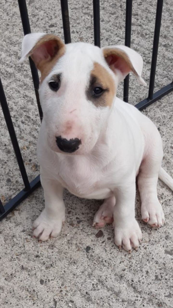 English Bull Terrier puppies Ready Now