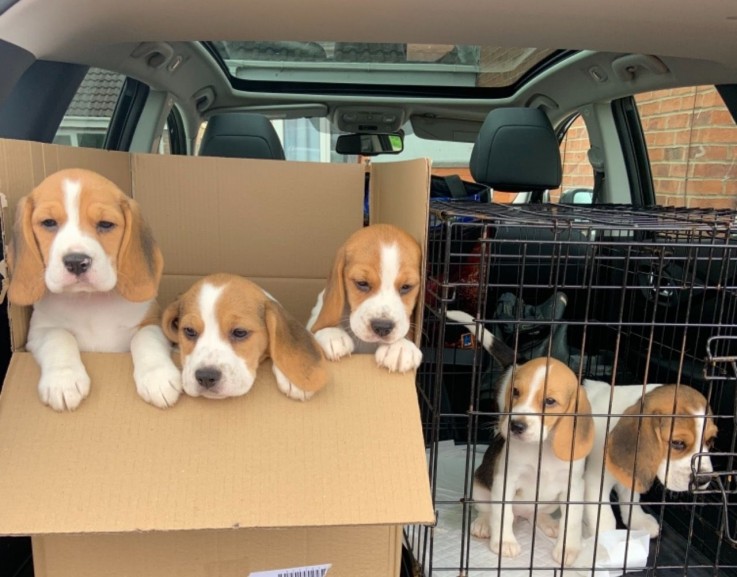 Beautiful Beagles Puppies for sale