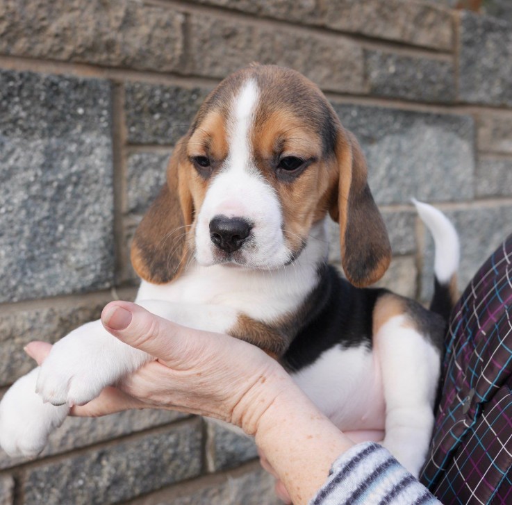 Beautiful Beagles Puppies for sale