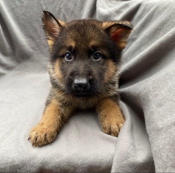 Working Line Sable German Shepherd Puppi