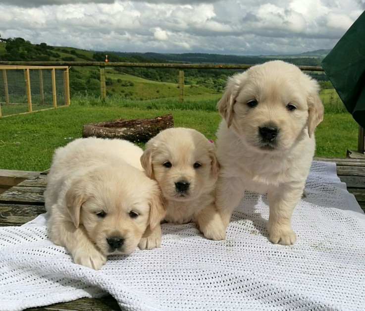 Golden Retriever Puppies Sale 