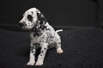 Beautiful  Dalmatian puppies Ready Now 