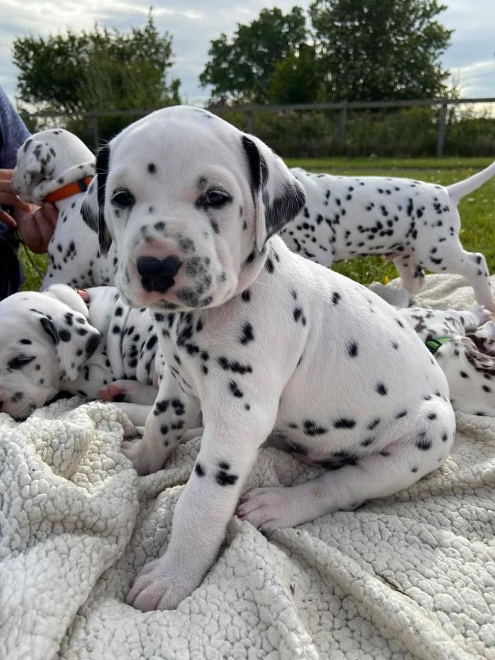 Beautiful  Dalmatian puppies Ready Now 