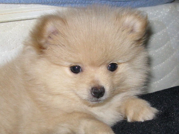 Registered Teacup Pomeranian puppies for