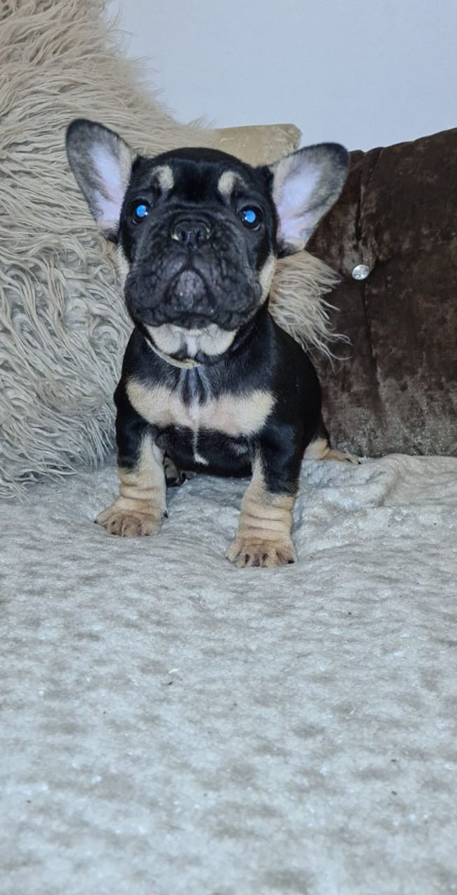 French Bulldog Puppies for sale