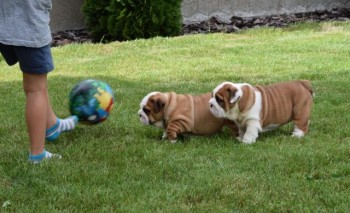 English Bulldog puppies  for adoption