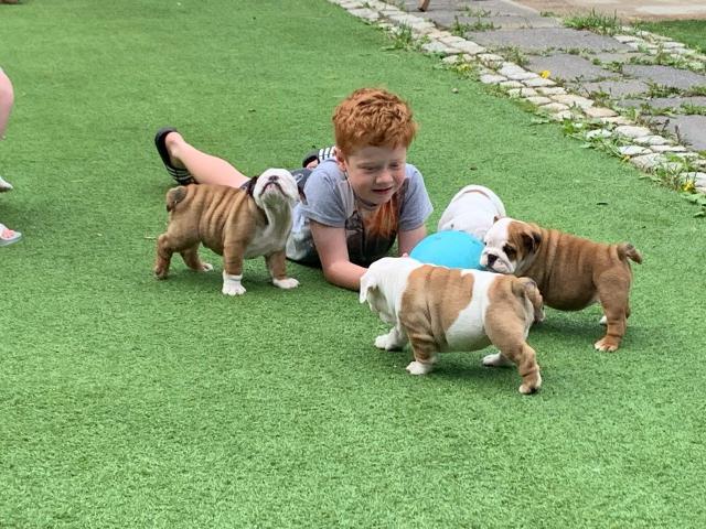 English Bulldog puppies  for adoption