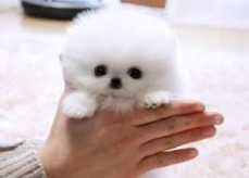 Registered Teacup Pomeranian puppies for