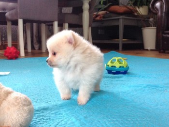 Beautiful  Pomeranian  puppies