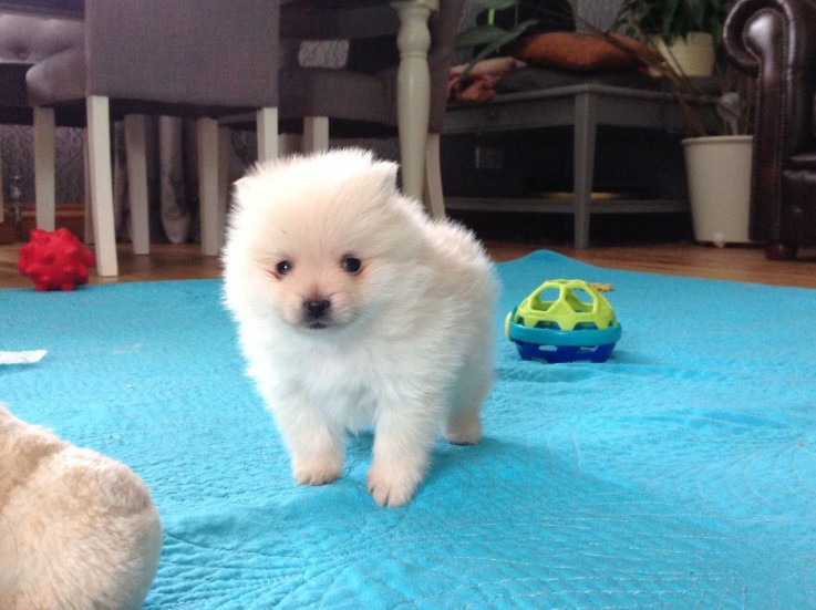 Beautiful  Pomeranian  puppies