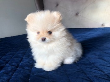 Beautiful  Pomeranian  puppies