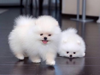 Beautiful  Pomeranian  puppies