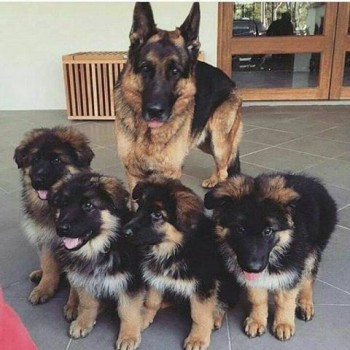 German Shepherd Puppies