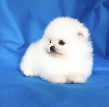 Beautiful  Pomeranian  puppies