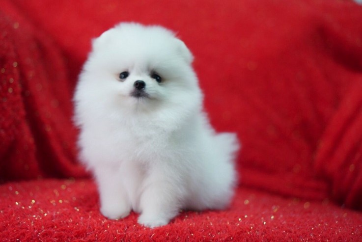 Beautiful  Pomeranian  puppies