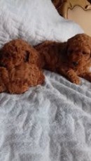 Poodle puppies ready to go to their new 