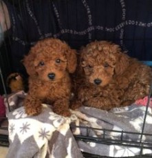 Poodle puppies ready to go to their new 