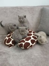 British shorthair kittens 