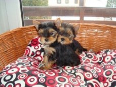 Yorkie Puppies 