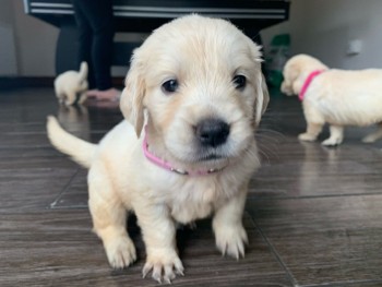 Golden Retriever puppies Ready Now